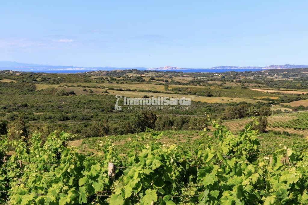 Il vino sardo