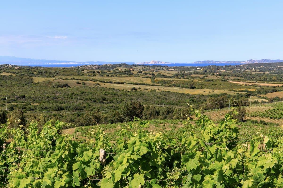 Amazing Vineyard Estate - Actif de prestige