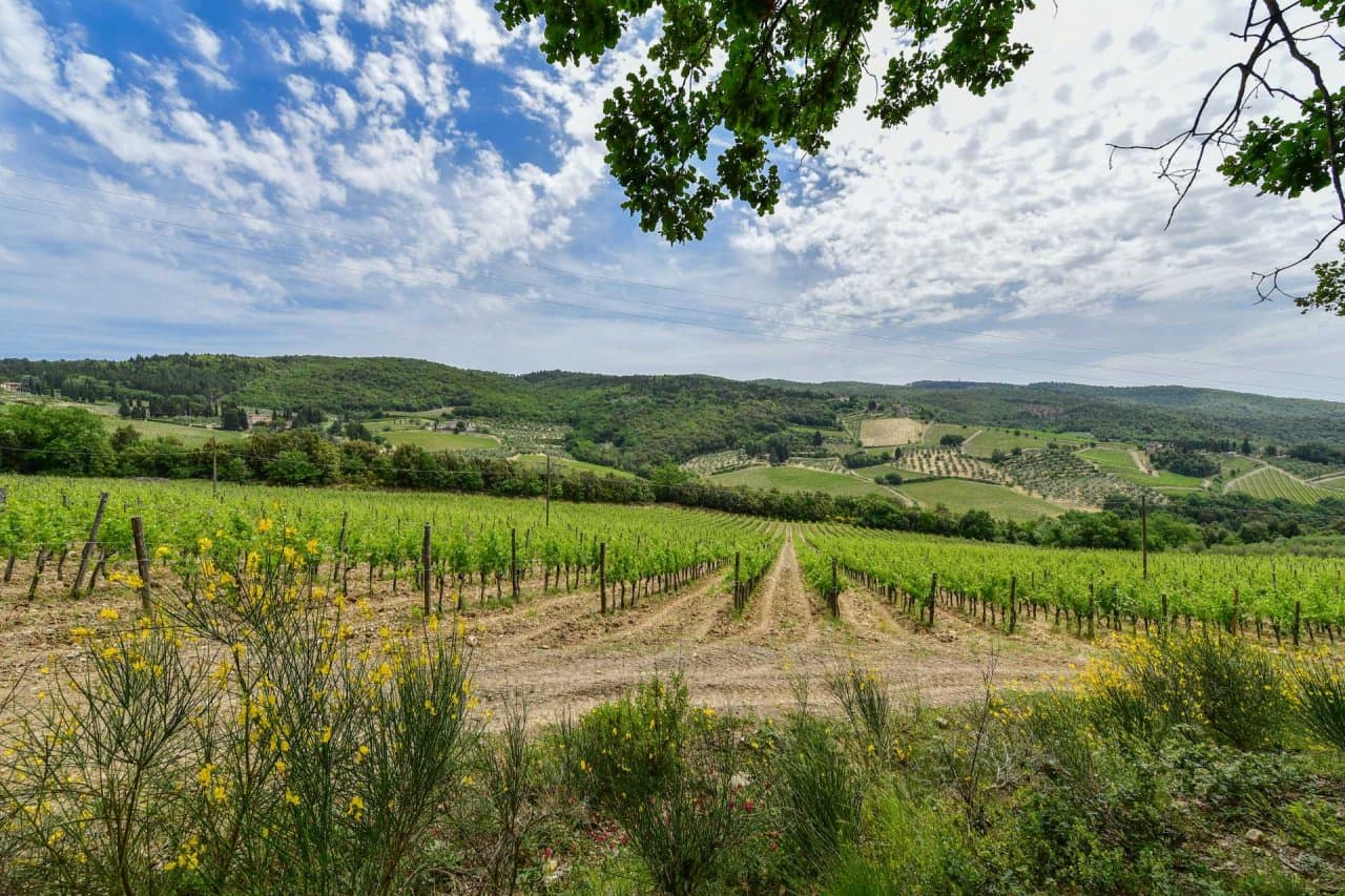 Weingut im Chianti Classico zu verkaufen - 40