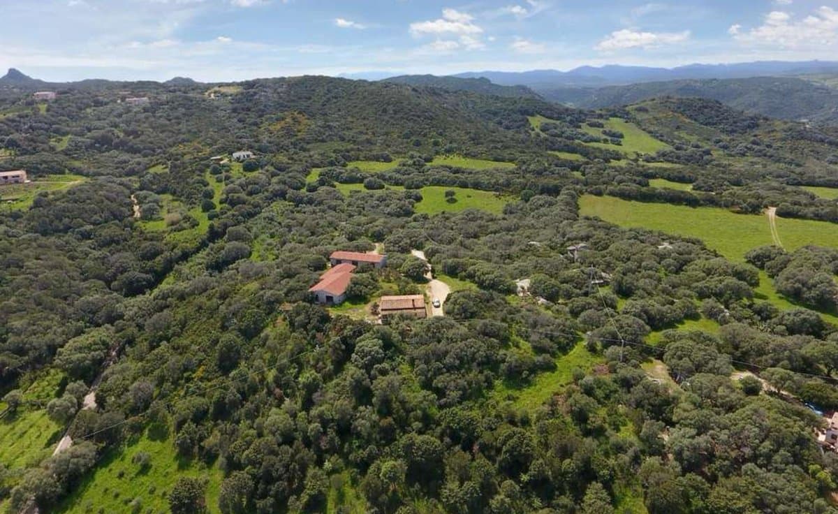Oliveto Lu Rotu Estate