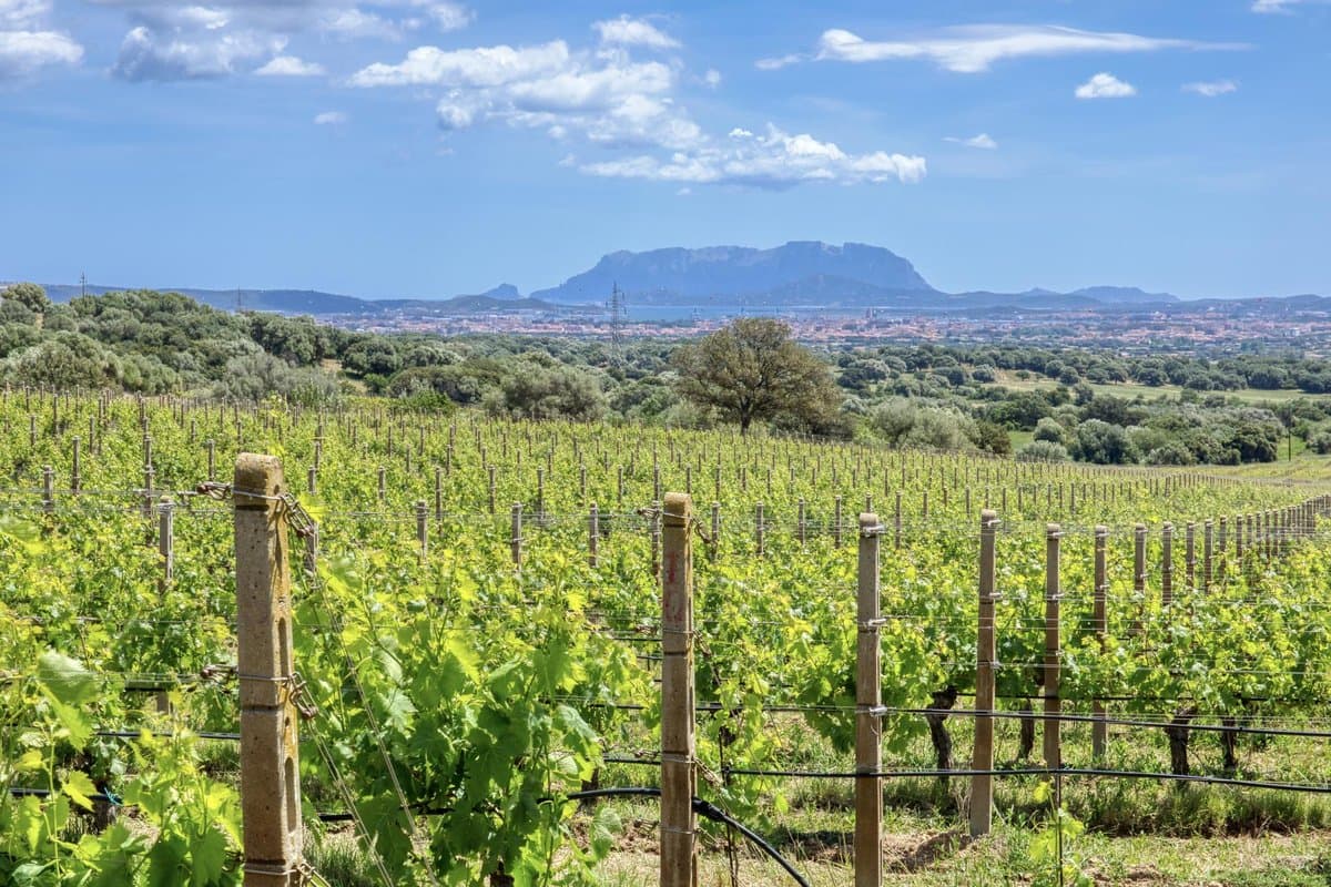 Finca Agrícola Monte Pino - 3